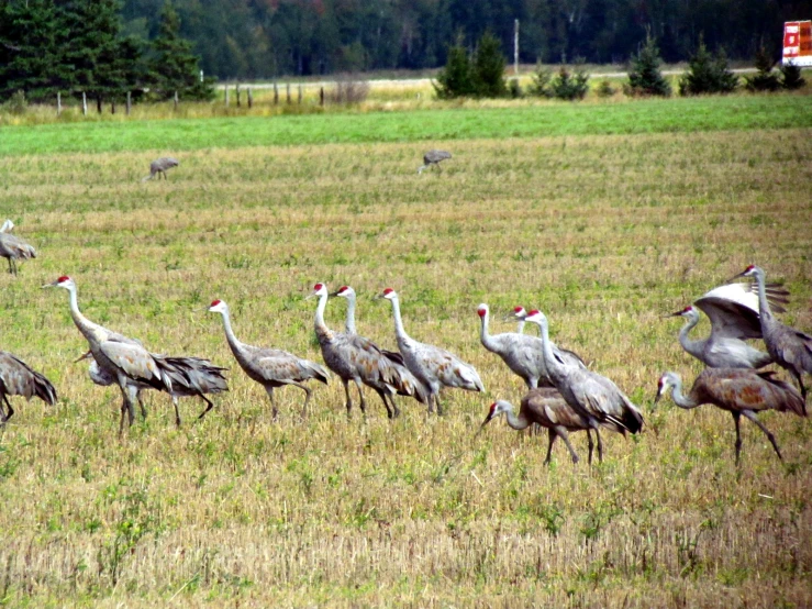 flock of cranes standing in a field, facing opposite directions