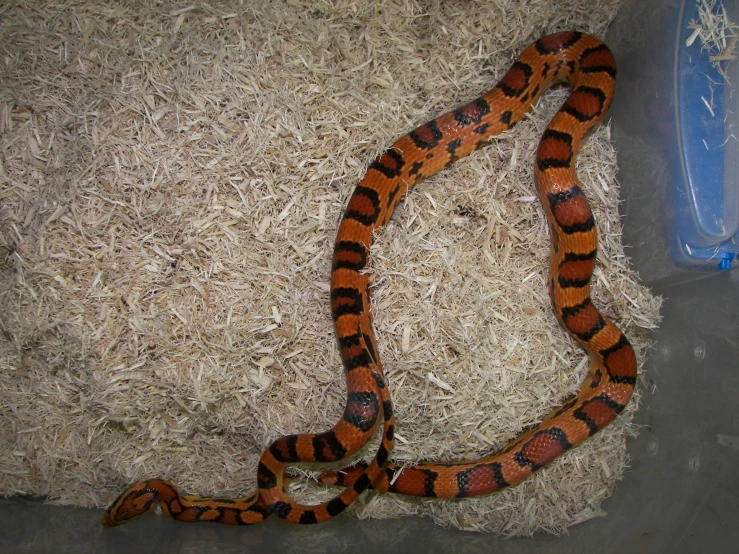 an orange and black snake is laying on hay