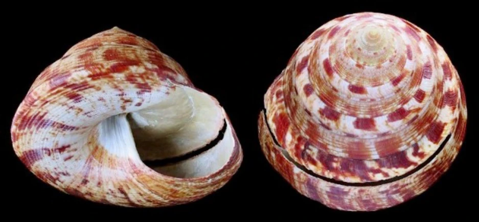 two shells with a black background that is used to make a lamp