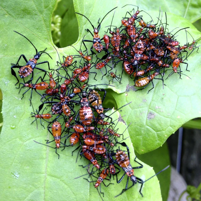 eight red bugs are resting on a leaf