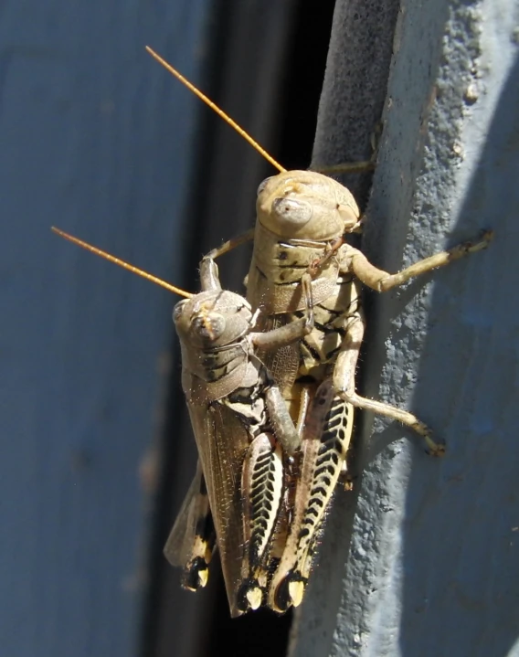 two bugs are sitting on the side of the building