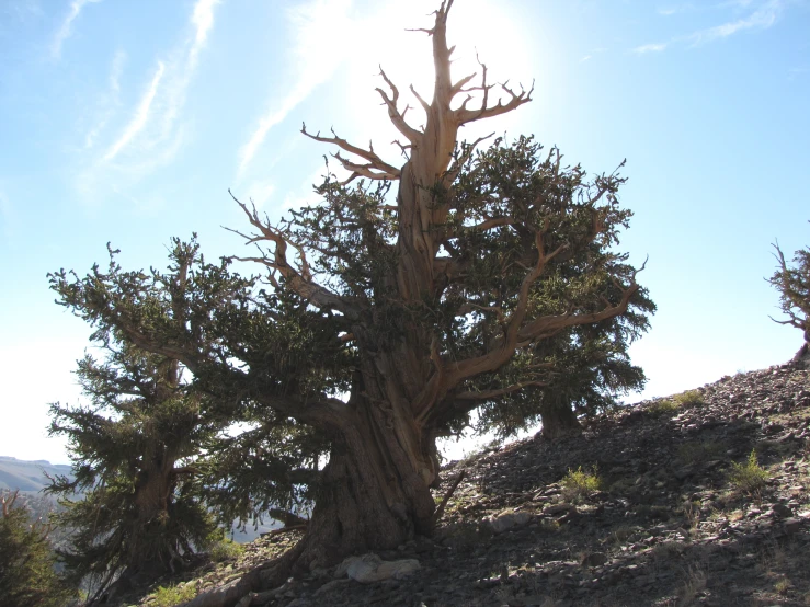 an area with trees and rocks and sky