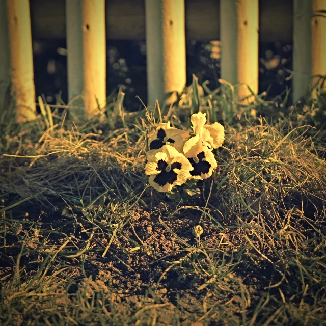 a bunch of flowers growing between two posts