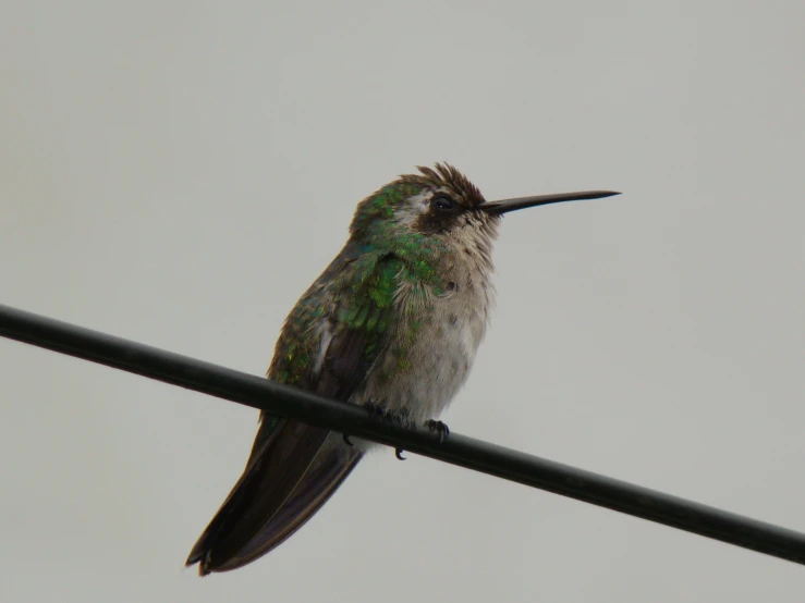the small hummingbird is perched on top of a wire