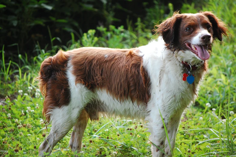 a dog in the grass with its mouth open