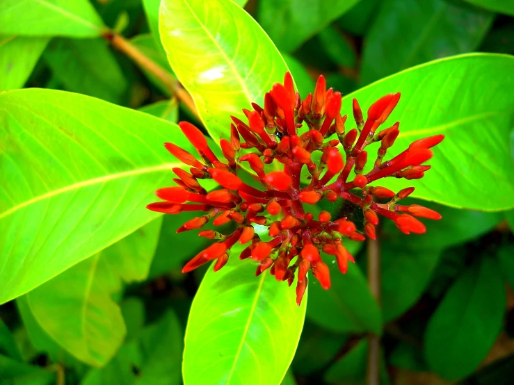 this is a close - up of a green plant with red flowers