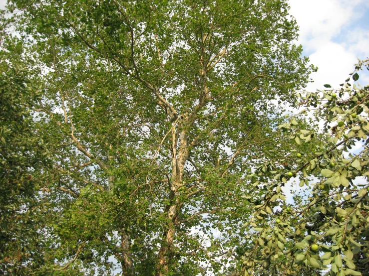 two trees with green leaves in the middle of them