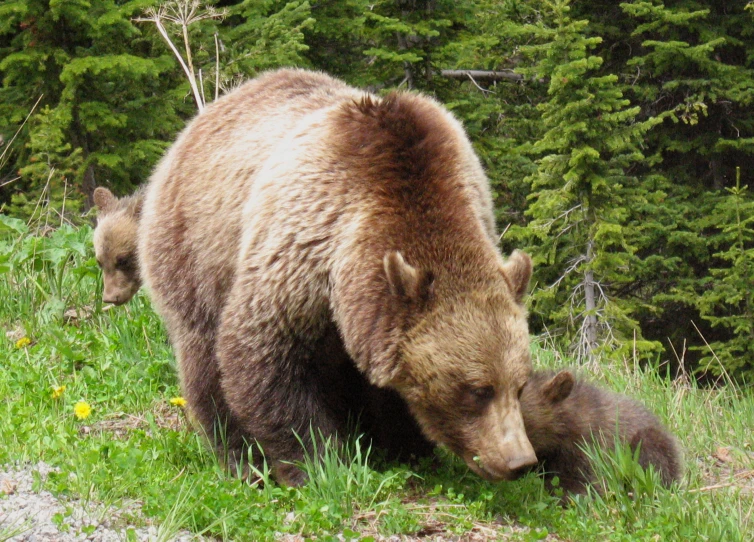 two brown bears that are in the grass