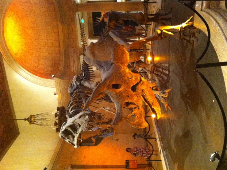 museum exhibit with large dinosaur skull at the museum