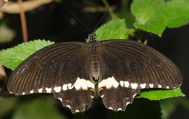 a small brown erfly sitting on green leaf