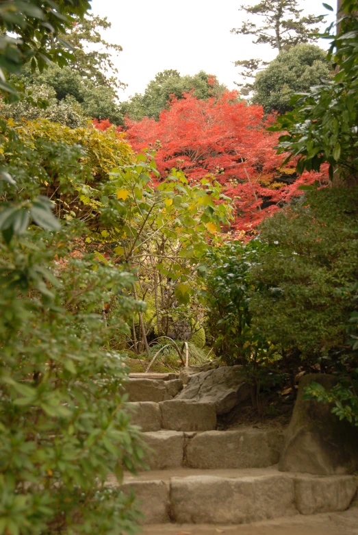 a stairway of steps in the forest leading up to a red tree