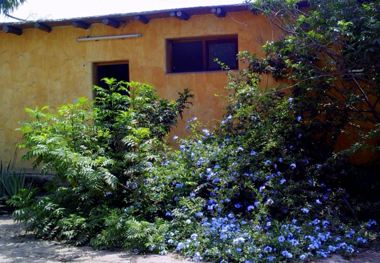 some bushes are growing against a yellow building