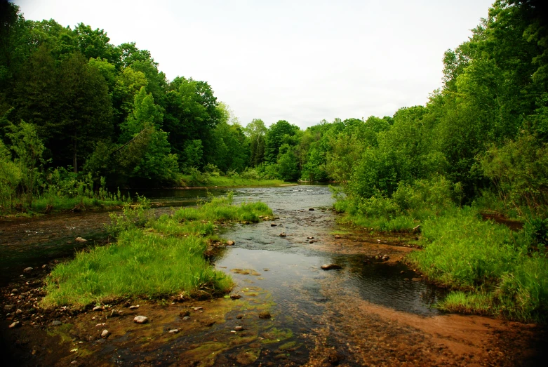 a stream in the middle of some very green trees