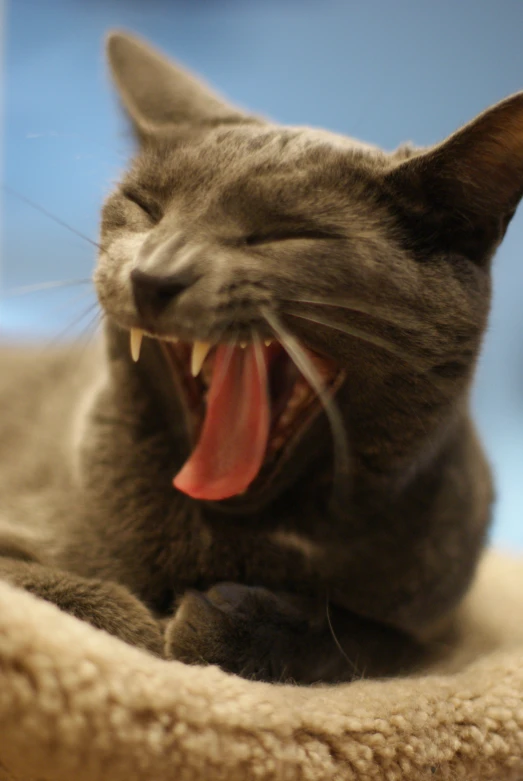 a cat yawning while sitting on a cat bed