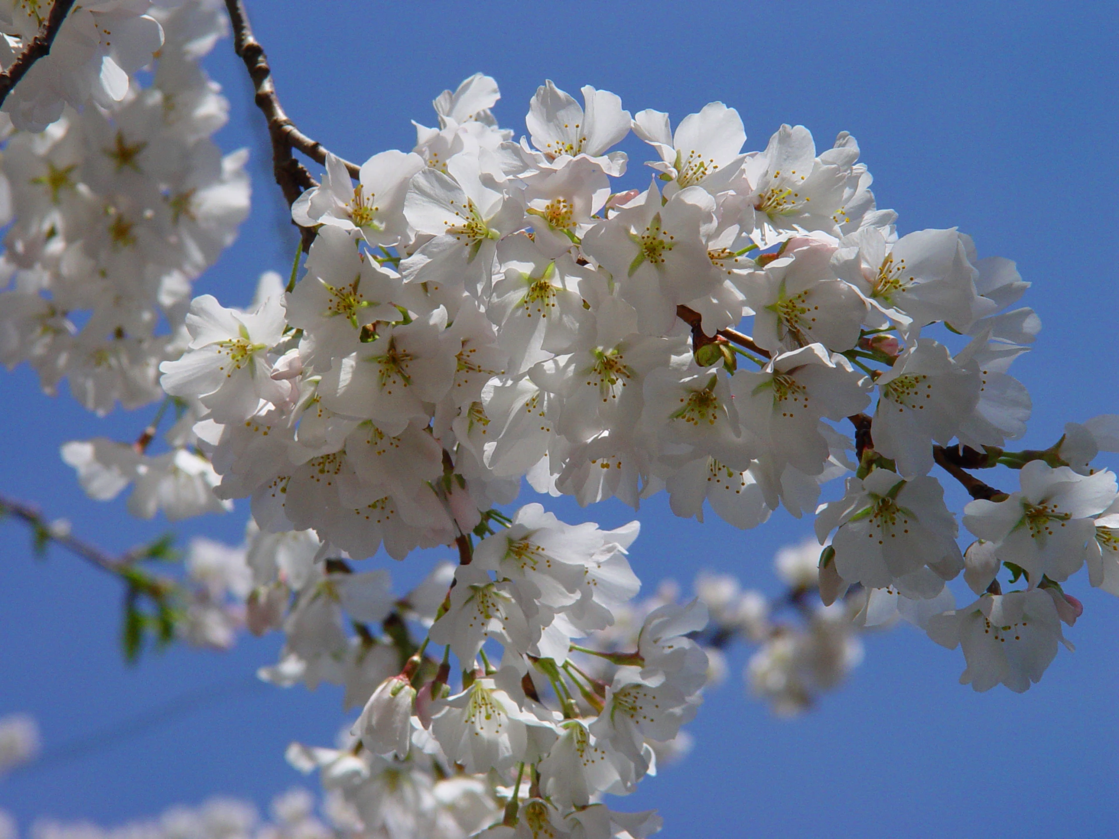 white flowers with green leaves on them and a bird in background