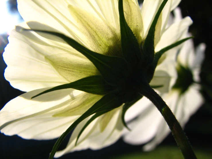 a white flower that is blooming in the sun