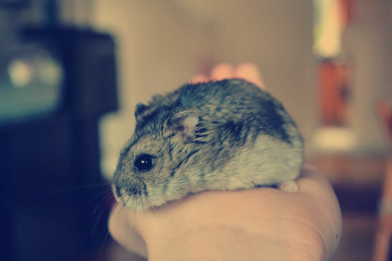 a rodent sitting on someone's hand that is standing