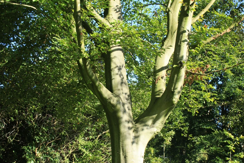 a clock in the middle of a forest next to some trees