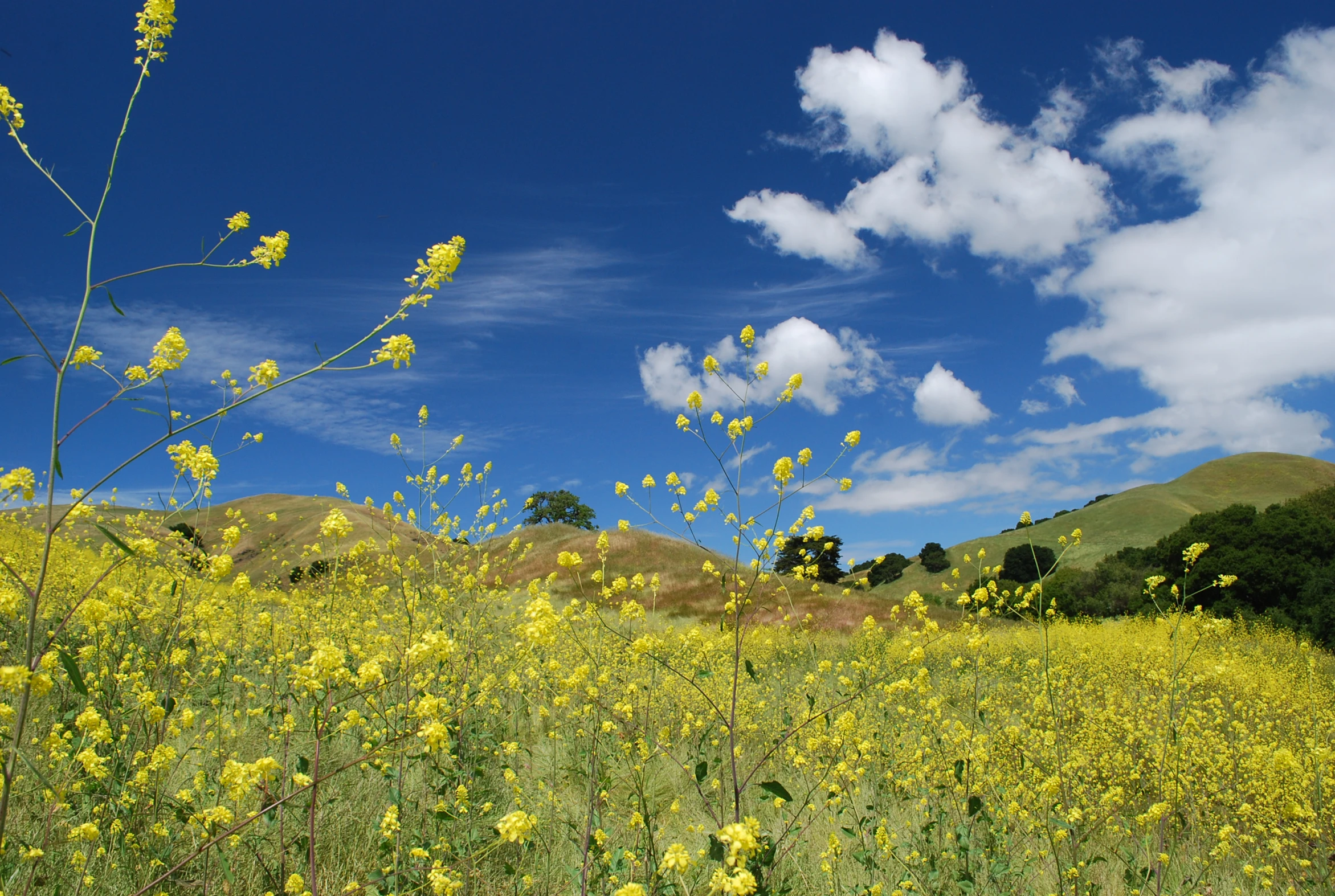 a green mountain with yellow flowers and sky