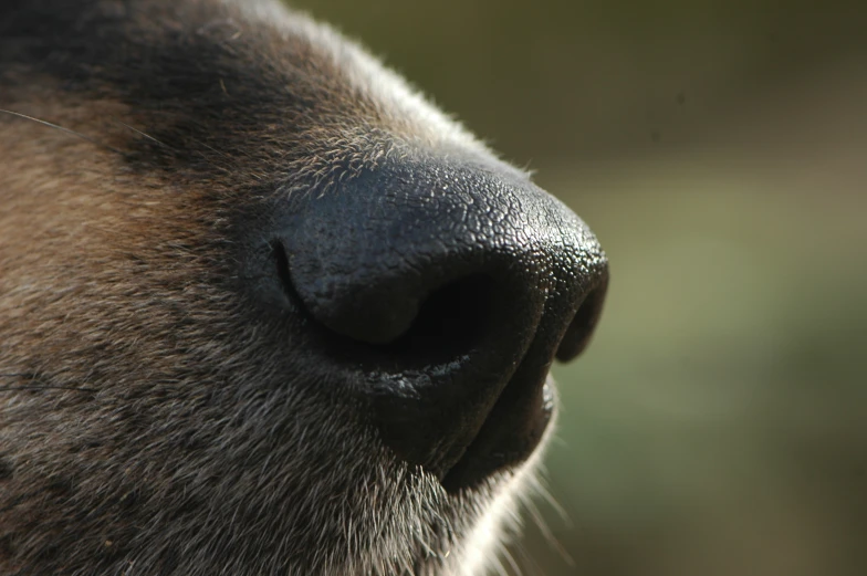 the side face of a dog with its nose showing
