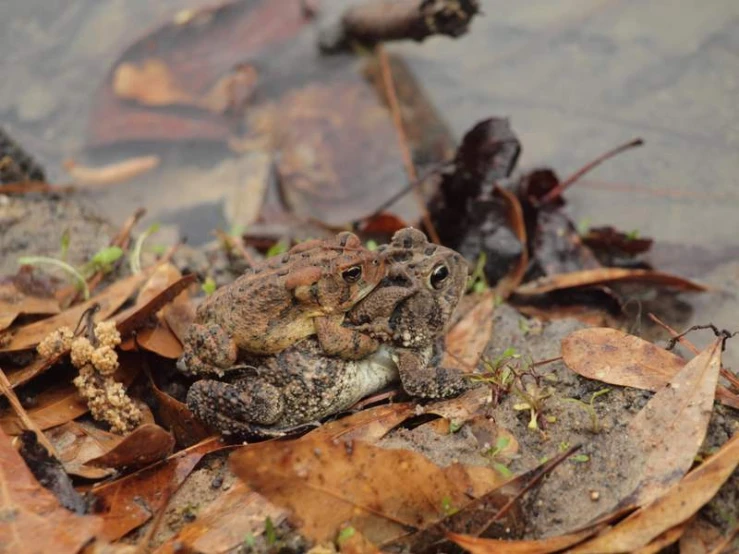 the frog sits on leaves in the water