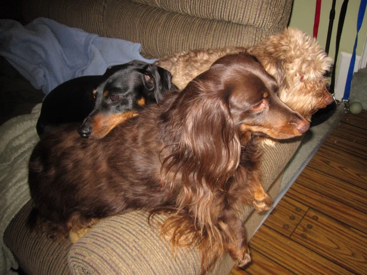 two dogs laying on top of a couch together