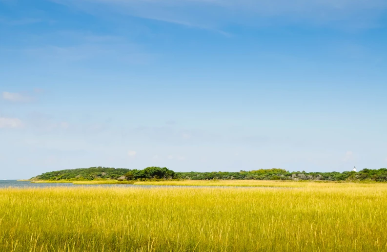 an elephant walks across an open field