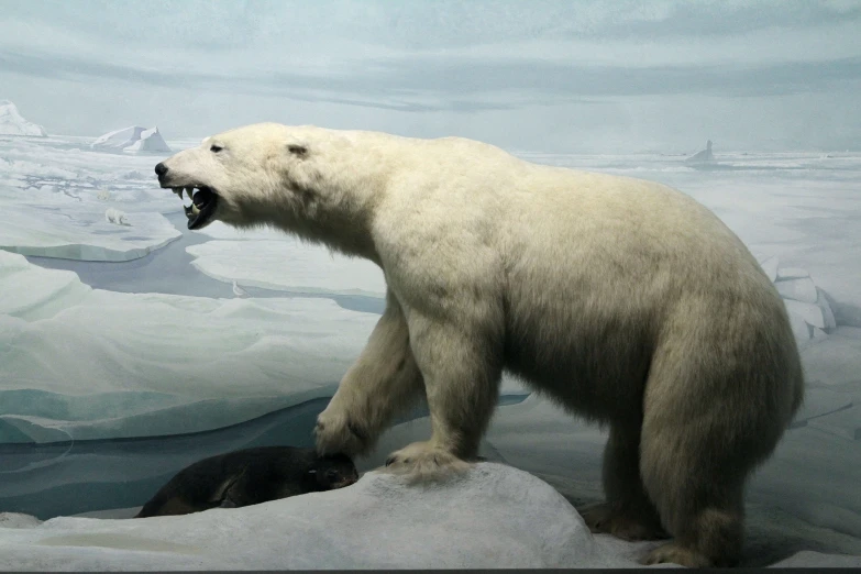 a polar bear standing on ice with its mouth open