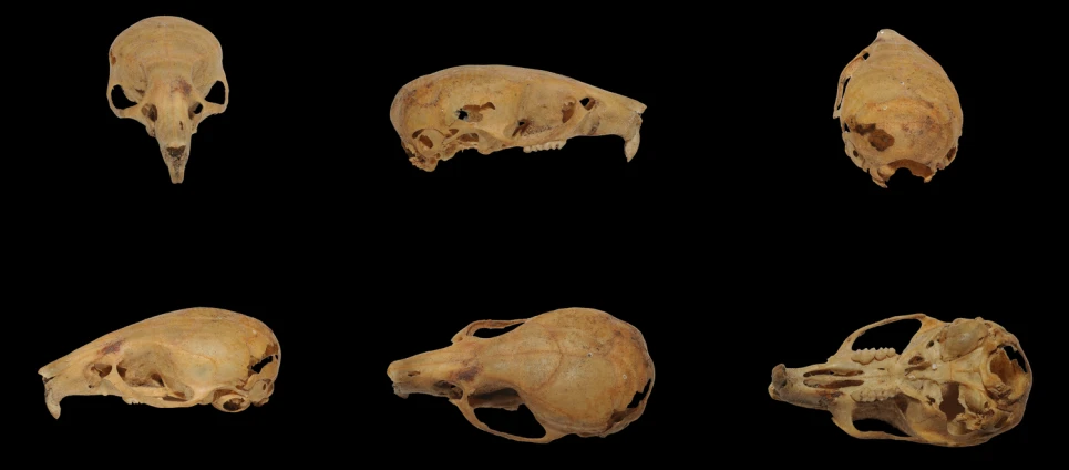 five images showing several different stages of animal skull