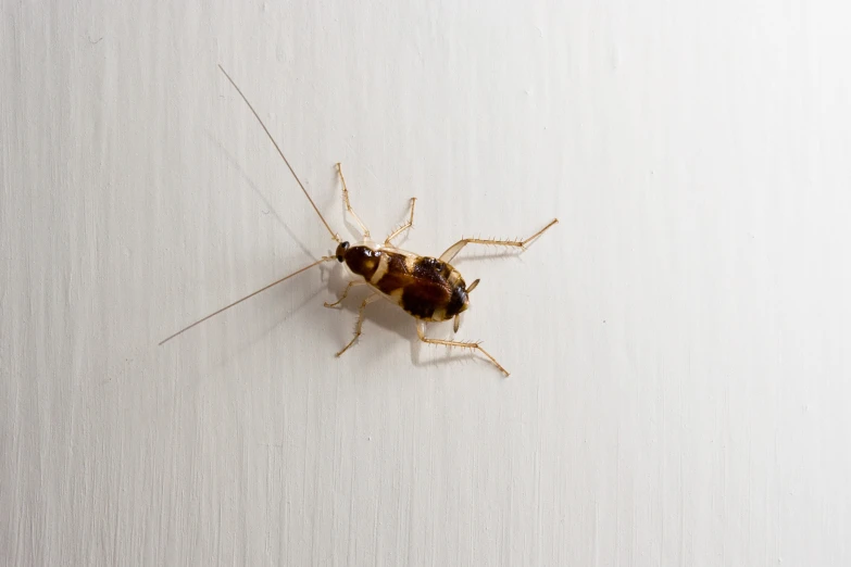 a close up image of a dead insect