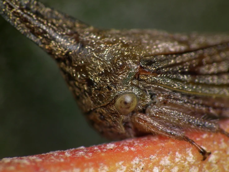 a fruit flies up close to the camera with its wing extended