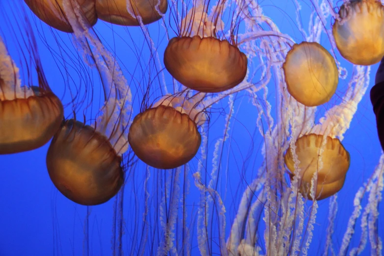 some jellyfish in an aquarium with their heads turned to look like they're floating