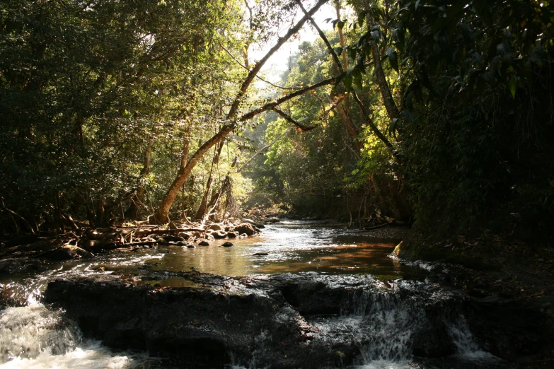 a small creek running through a lush green forest