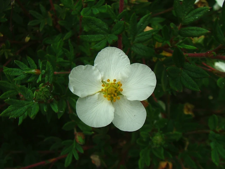 an white flower growing near green leaves