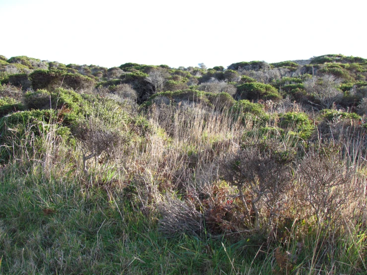 a patch of dry grass in a hilly field