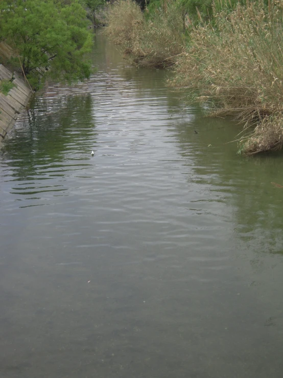 a bird floating in the water on the edge of a body of water