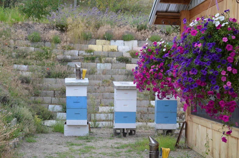 bee hive boxes are outside of a building next to a flower bush