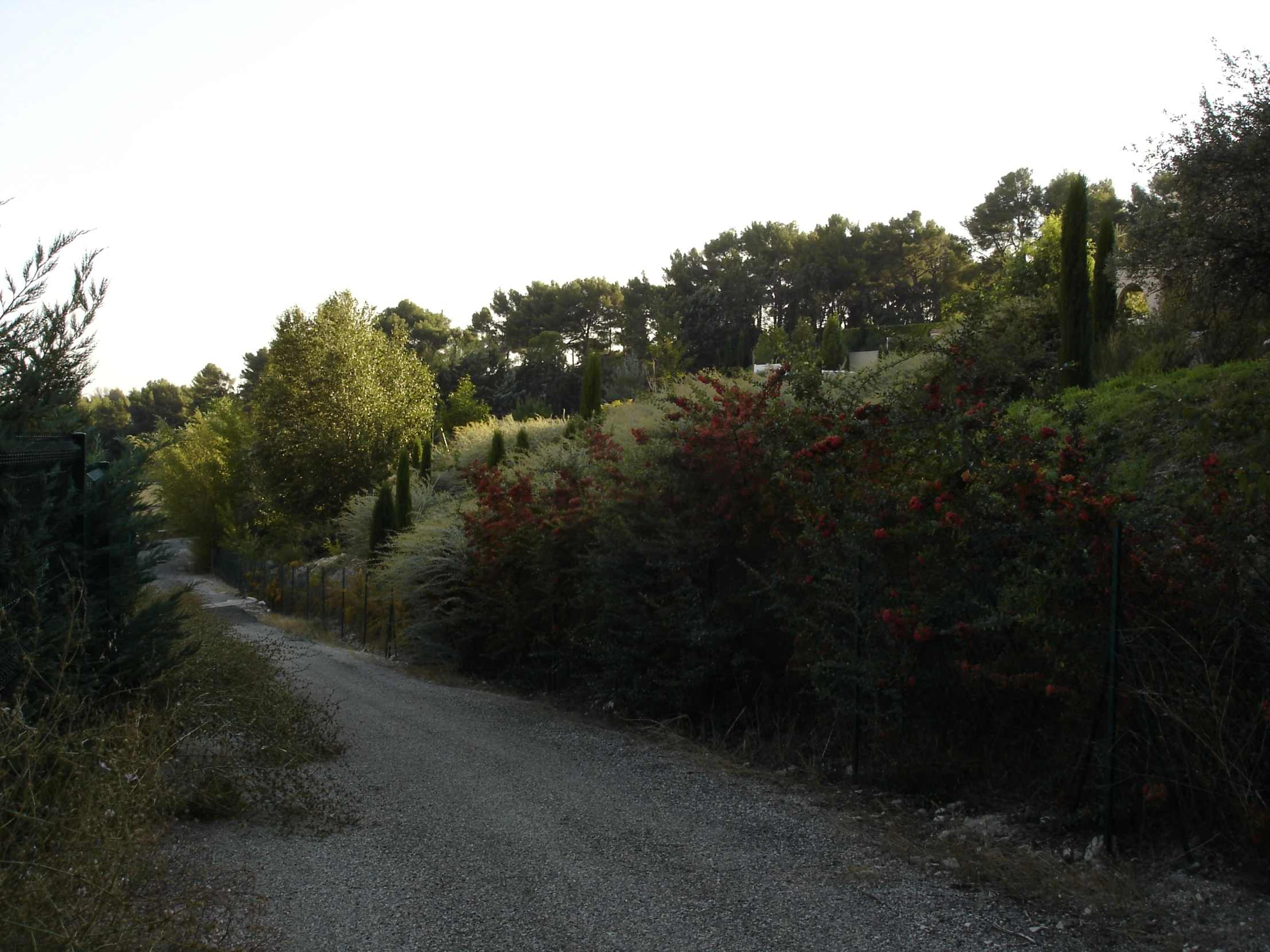 a dirt road in the middle of forest