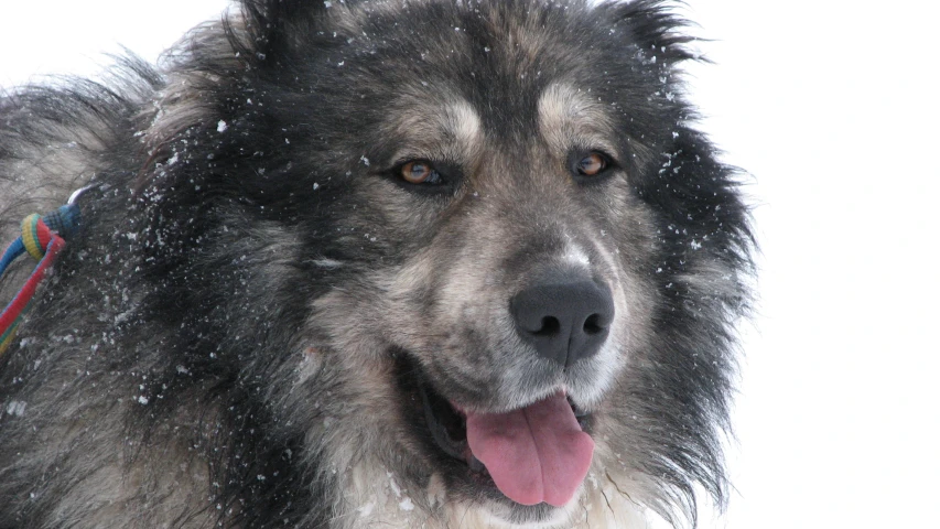 a dog standing in the snow with his tongue out