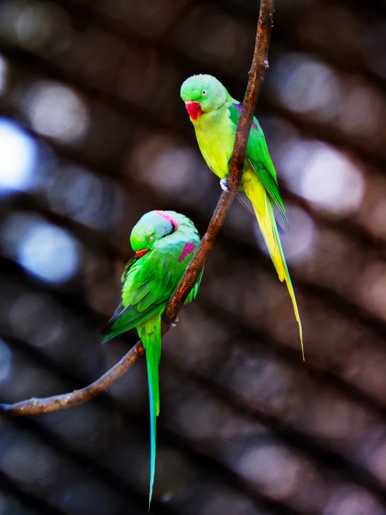 two green birds sitting on a nch next to a fence