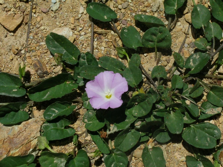 a white flower on top of a green plant