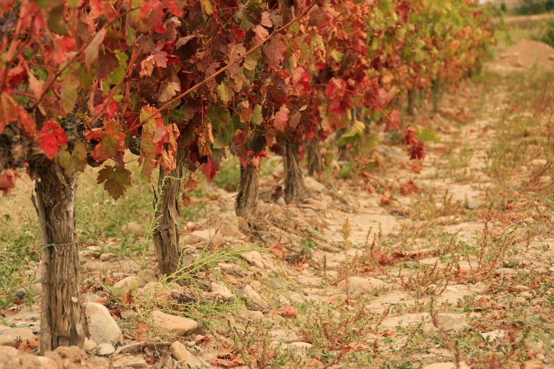 an area with lots of vines in fall colors