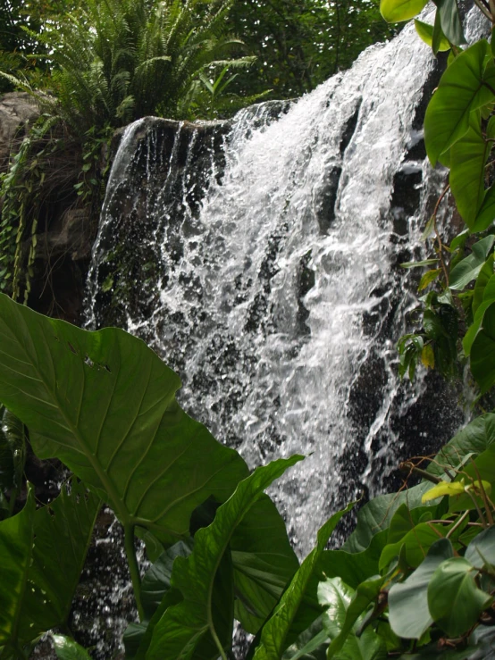 this is a waterfall in the tropical jungle