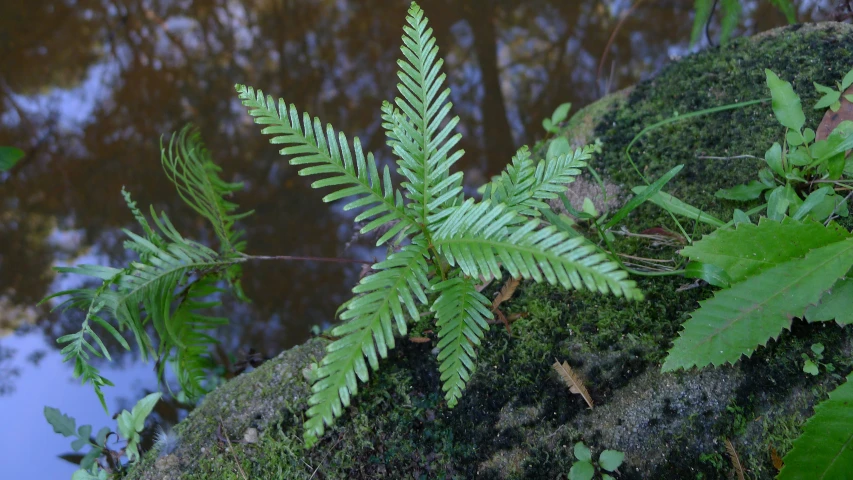 a fern on a rock near a body of water