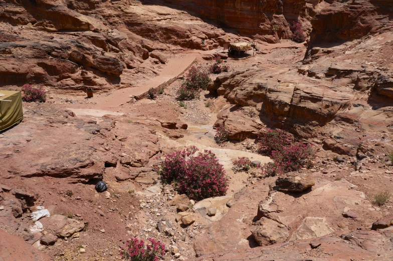 a rocky cliff with purple flowers in the foreground