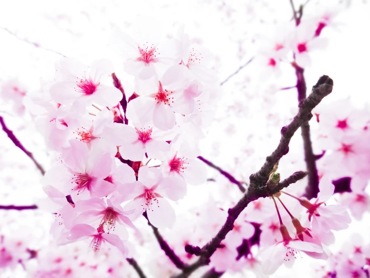 a flower with pink and white blooms near a tree