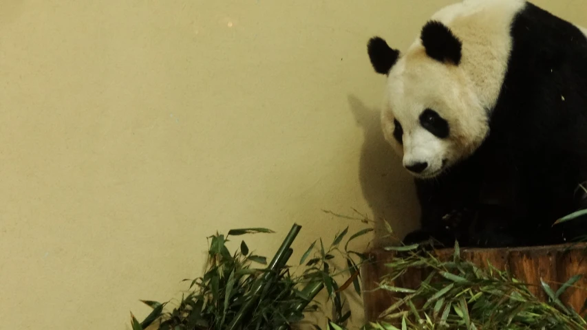 black and white panda bear with head down sitting on a tree stump