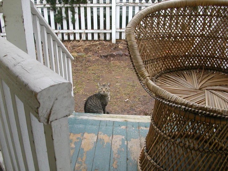 a cat is standing on the porch looking at someone