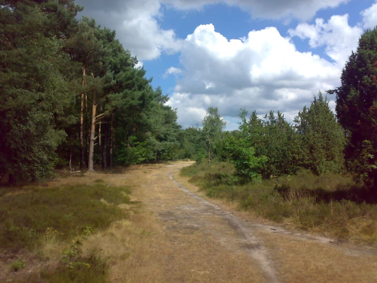 dirt road with lots of trees and grassy field