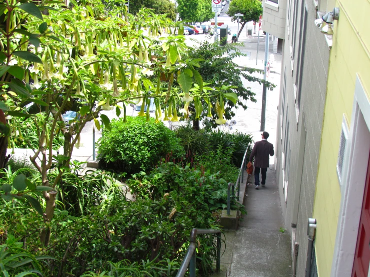 a man walking up the steps of a staircase through the trees